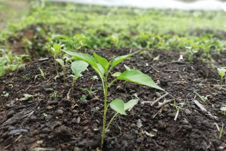 Cabai rawit yang sudah dipindahkan ke bedengan 