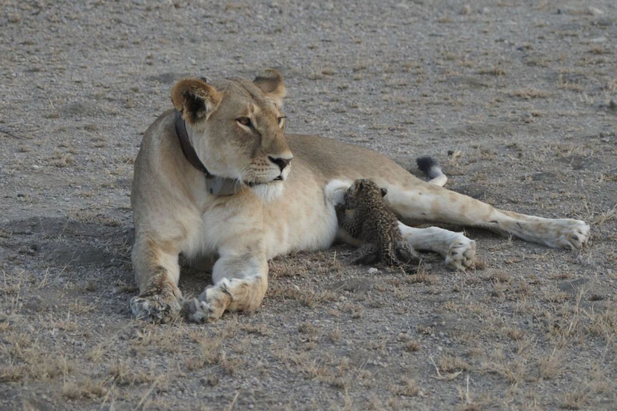 Foto seekor singa yang sedang menyusui anak macan tutul.