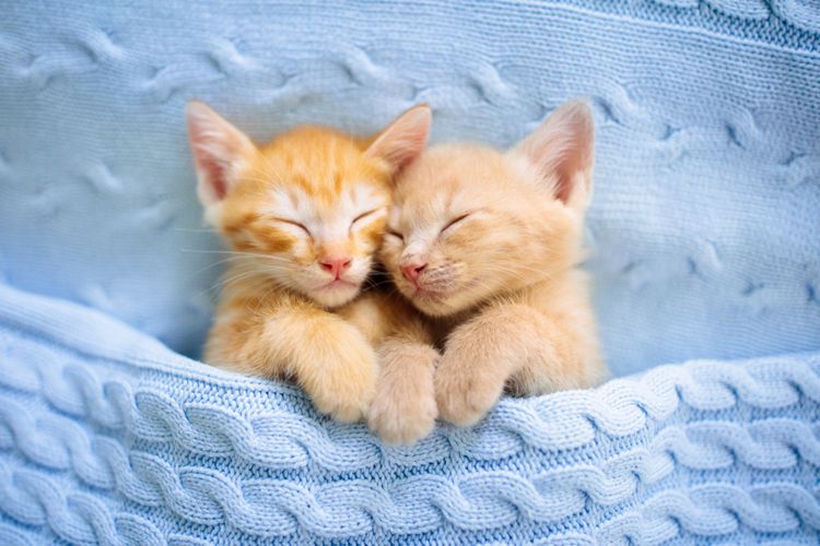 Benarkah Kucing 'Oren' Paling Galak? Penelitian Berikan Bukti