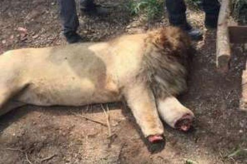 Diduga untuk Ritual Ilmu Hitam, Tiga Singa Jantan Mati Dimutilasi