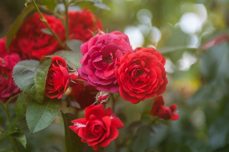 Rahasia Mawar Mekar Sempurna: Cukup Bebaskan dari 7 Gangguan Hama Ini