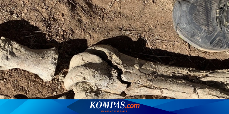 人の身長を超える巨大サソリの化石がオーストラリアで発見