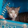 Dugaan Penyiksaan Puluhan Kucing hingga Mati di Solo, Polisi Minta Pelapor Lengkapi Bukti