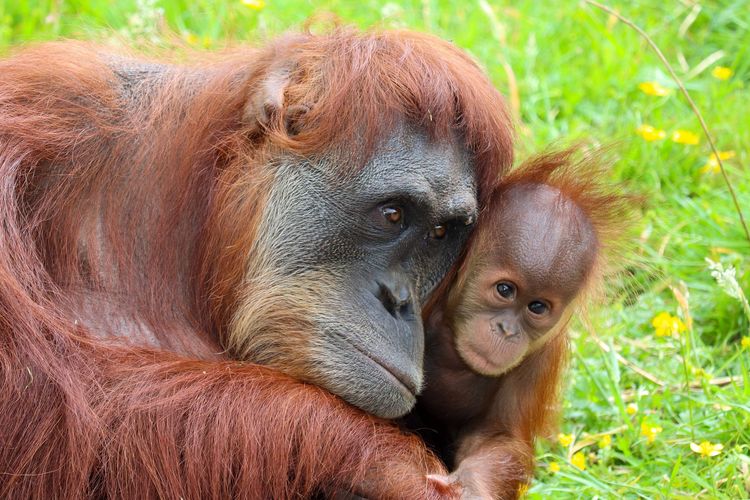 Ilustrasi orangutan.