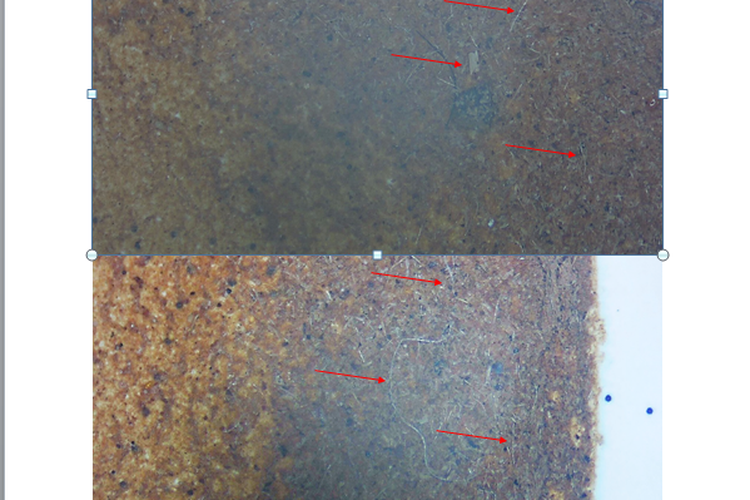 Panah merah menunjukkan serpihan mikroplastik fiber bening air teh celup
