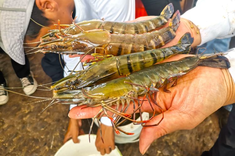 Petambak udang yang didukung Program MESTI di Desa Pegat Batumbuk, Kecamatan Pulau Derawan, Kabupaten Berau, Kalimantan Timur, berhasil memanen udang windu pada Rabu (21/8/2024). 