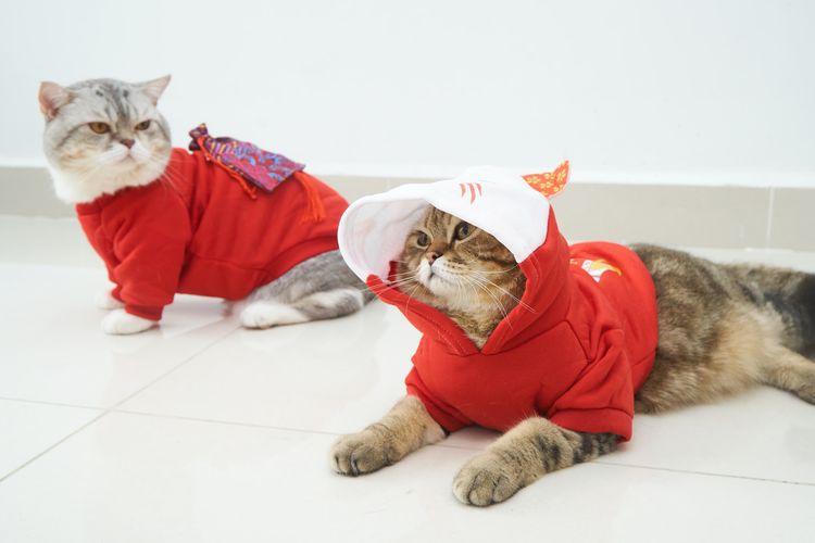 Ilustrasi kucing mengenakan kostum khusus kucing.