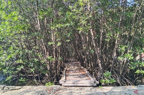 Jakarta Rentan Banjir Rob, Realisasi Penanaman Mangrove Baru 54 Persen dari Target 70 Ribu Pohon