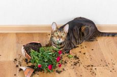 Apa Itu Pika Geofagia yang Bikin Kucing Makan Tanah atau Batu?