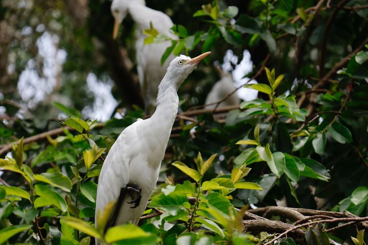 Ilustrasi burung kuntul kerbau atau cattle egret di Penang Bird Park, Malaysia.