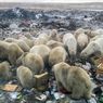 Populasi Beruang Kutub Terancam Sampah Sisa Makanan Manusia, Ini Penyebabnya 
