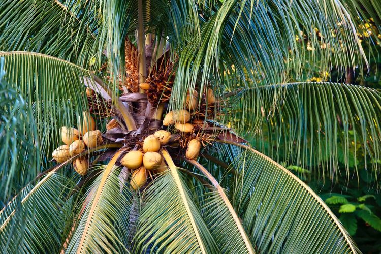 Ilustrasi tanaman kelapa, pohon kelapa. 