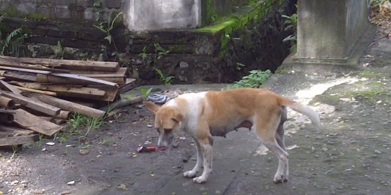 Anjing liar di jalan baru kawasan Renon Denpasar