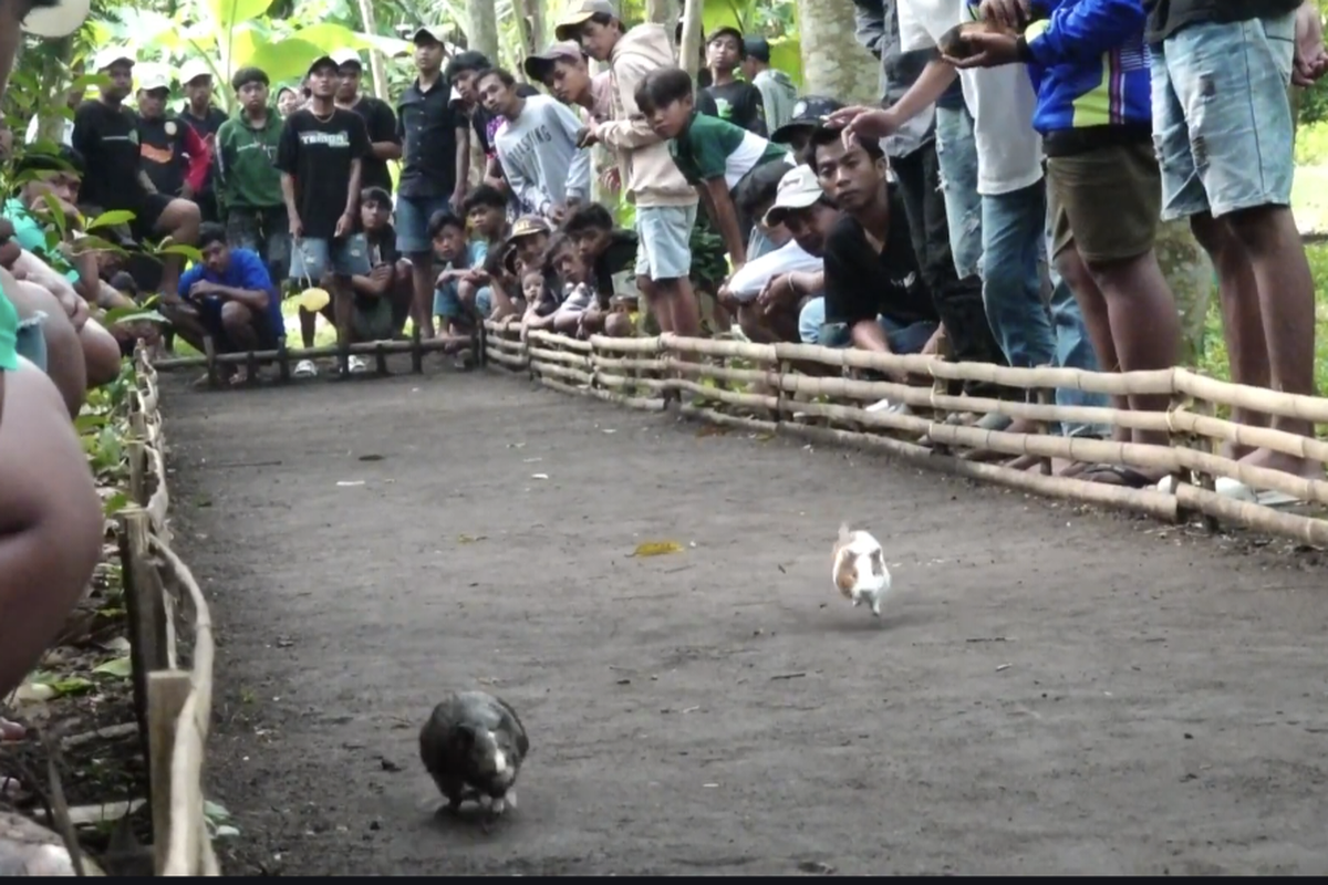 Adu cepat, dua ekor marmot dalam karapan marmot di Lumajang, Jawa Timur,