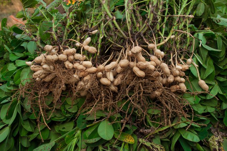 Ilustrasi kacang tanah, menanam kacang tanah.