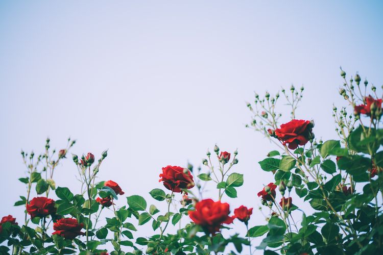 Faktor suhu juga menjadi aspek penting lainnya dalam cara merawat bunga mawar. Dataran tinggi dengan ketinggian 500-1.500 meter di atas permukaan laut memiliki iklim paling ideal untuk pertumbuhan bunga mawar yang baik.