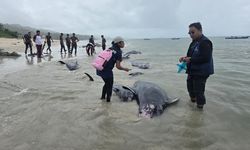 Puluhan Paus Pilot Terdampar di Rote NTT, Diduga akibat Ekolokasi Rusak