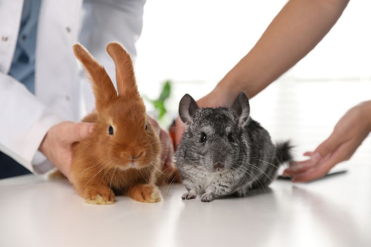 Ilustrasi perawatan kelinci di dokter hewan.