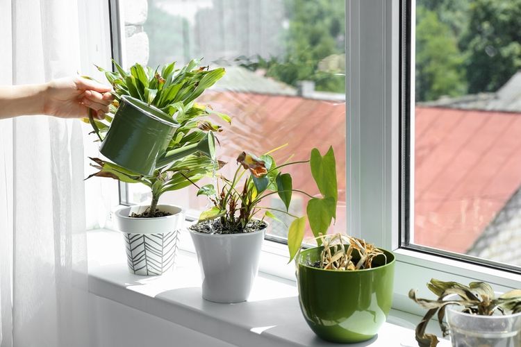 Ilustrasi tanaman di ambang jendela.