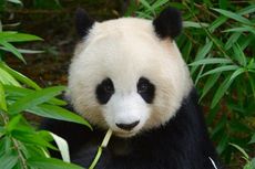 Seekor Panda Diduga Sedang Masturbasi Terekam Kamera Video
