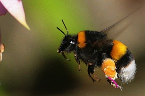 Perancis Larang Pembasmian Lebah Penyerbuk Pakai Pestisida