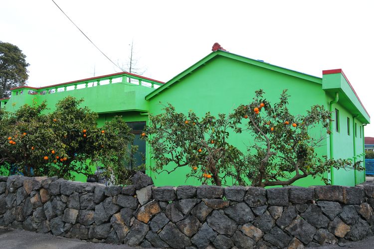 Pohon sitrus Jeju di halaman rumah warga di Jeju