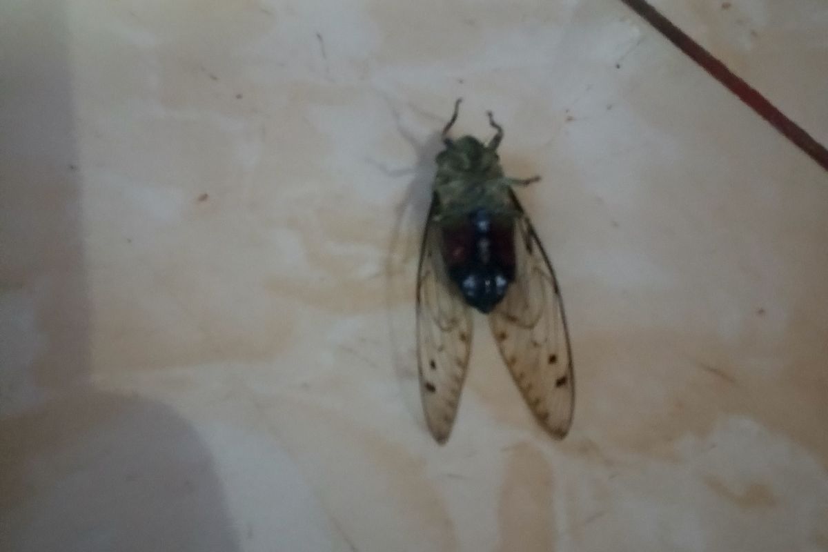 Keriang yang ditemukan di salah satu penginapan di Desa Mekar Raya, Kecamatan Simpang Dua, Kabupaten Ketapang, Minggu (26/10/2025).