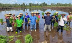 Kebut Target Swasembada, Kementan Selesaikan Tanam Perdana di 2 Lokasi Cetak Sawah Baru