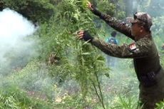 Polisi Bengkulu Temukan 2 Hektar Ladang Ganja