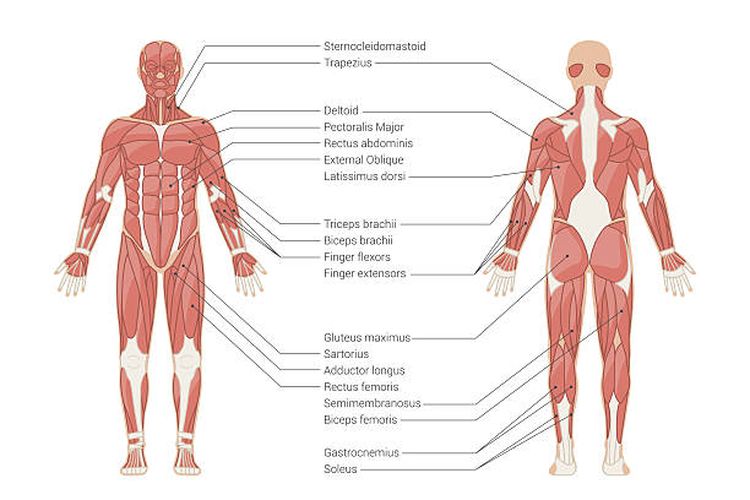 Ilustrasi sistem otot pada manusia.