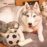 Semua Tentang Siberian Husky dan Perawatannya