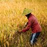 Bukan Sekadar Genjot Produksi, Perlu 3 Langkah Strategis Perkuat Sistem Pangan Nasional