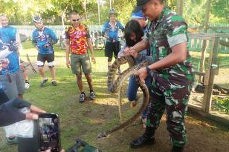 Seekor ular phyton diajak berfoto oleh para pesepeda. Ular ini dipelihara di Koramil Bonggo, Papua.