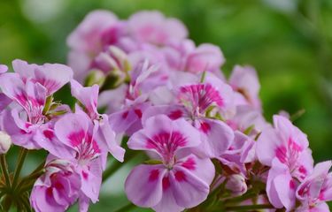 Ilustrasi bunga geranium (Pelargonium). 