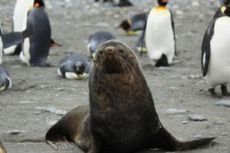 Frustrasi, Anjing Laut di Antartika Kawini Penguin