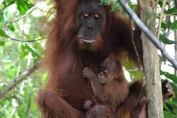Bayi Orangutan Sumatera Lahir di Cagar Alam Jantho Aceh, Diberi Nama Badar