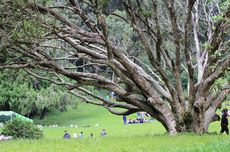 5 Alasan Puncak Cianjur Jadi Destinasi Wisata Favorit Akhir Tahun