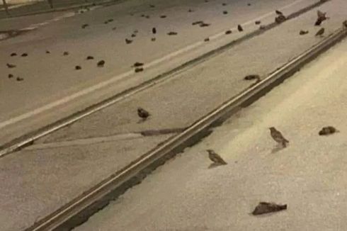 Diduga “Dibantai” Kembang Api, Ratusan Burung Mati Penuhi Jalan Roma Setelah Pesta Tahun Baru