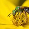 Pestisida Bikin Lebah Kurang Tidur, Ini Dampak untuk Lingkungan