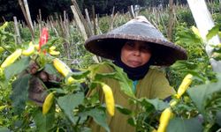 Upah Buruh Tani Meningkat, Kesejahteraan Petani Terdongkrak