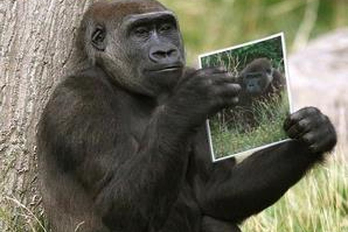 Gorila Mjukuu menatap dengan penuh kerinduan foto Yeboah, gorila jantan berumur 12 tahun yang akan diterbangkan ke London Zoo tahun ini.