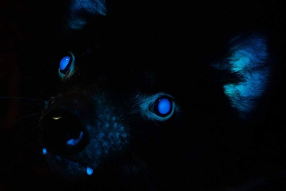 Tasmanian devil mengeluarkan cahaya saat dipaparkan sinar UV oleh para peneliti di Kebun Binatang Todelo, Ihio, Amerika Serikat. Fenomena glow in the dark atau biofluoresensi juga ditemukan pada hewan khas Australia lainnya, seperti platypus.