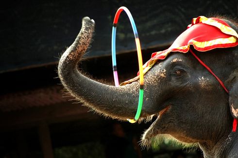 Pemerintah Denmark Tebus 4 Gajah Sirkus Terakhir Senilai Rp 22 Miliar untuk Dipensiunkan