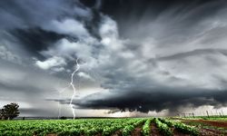 Tanaman Bisa Berhenti Tumbuh Sementara agar Tetap Hidup Saat Cuaca Ekstrem