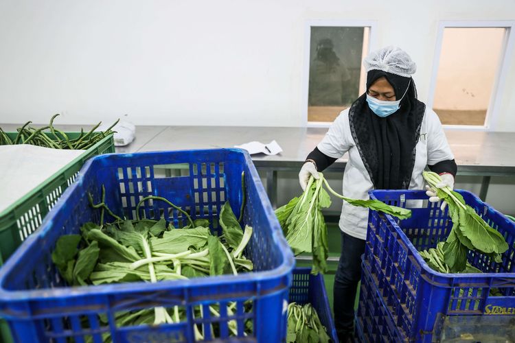 Pekerja menyortir sayur mayur di Warehouse Eden Farm, Ciracas, Jakarta Timur, Selasa (6/4/2021). Warehouse Eden Farm yang memiliki kapasitas gudang 20 ton per hari tersebut telah didukung lebih dari 1.500 petani individu dan kelompok dari Pulau Jawa dan Sumatera serta melayani 25 ribu konsumen dari berbagai bidang usaha di 12 kota dan tiga kabupaten di Pulau Jawa.