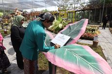 Wisata Tanaman Aglaonema Park Terbesar di Indonesia Ada di Kabupaten Sleman