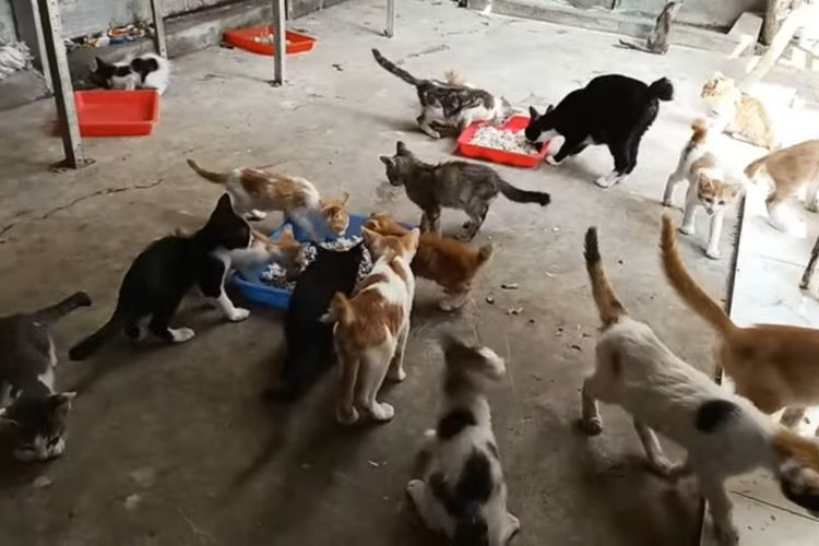 Puluhan kucing jalanan yang dirawat di rumah Cat Meong tampak berebut makanan.
