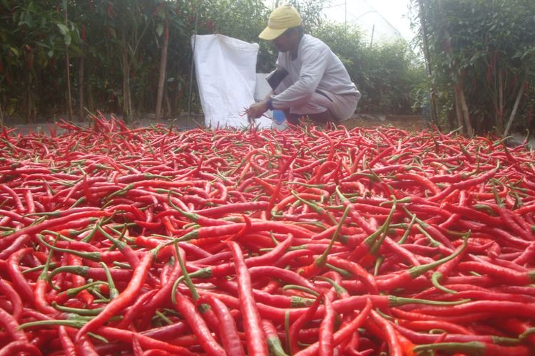 Petani memanen cabai merah di Desa Gandatapa, Kecamatan Sumbang, Kabupaten Banyumas, Jawa Tengah.