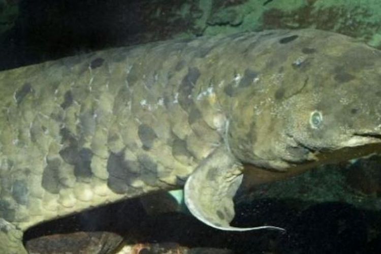 Grandad ikan lungfish yang tinggal di Shedd Aquarium, Chicago sejak 1933.