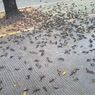 Ratusan Burung Pipit Mati di Cirebon Diduga karena Perubahan Cuaca yang Ekstrem